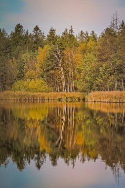 Suyu yansıtan sazlıklar ve ağaçlarla kıyı.