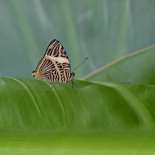 Mariposa Tropical Color Blanco Negro Posada Sobre Una Hoja Palma —  Fotos de Stock