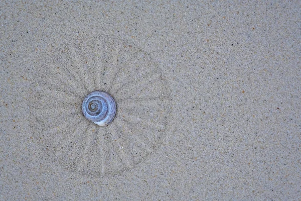 snail shell resting on sand zen meditation