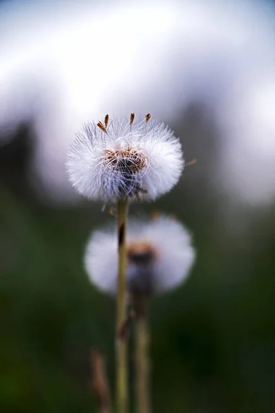 Coltsfoot Komt Oorspronkelijk Uit Europa Delen Van West Centraal Azië — Stockfoto