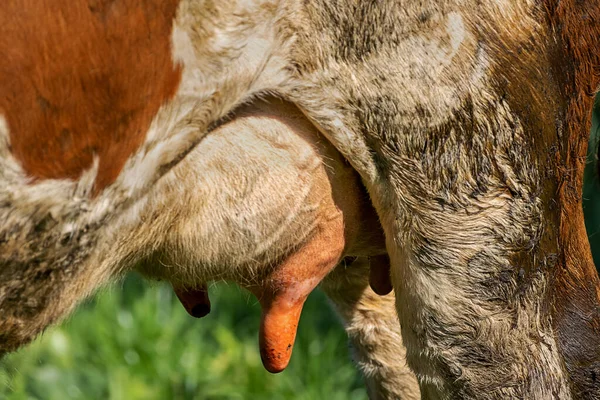 Kirli kürklü, kahverengi benekli bir ineğin memesi.