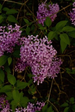 Baharda açan parlak mor Çin leylak çiçeklerine (şırınga çinisi) yakından bakın.