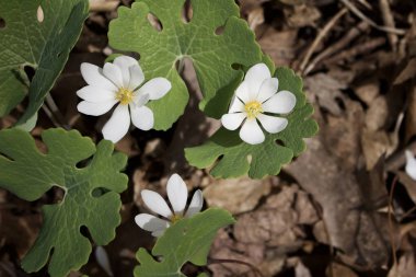 Close up view of early springtime bloodroot wildflowers (sanguinaria canadensis) growing in their native woodland environment clipart