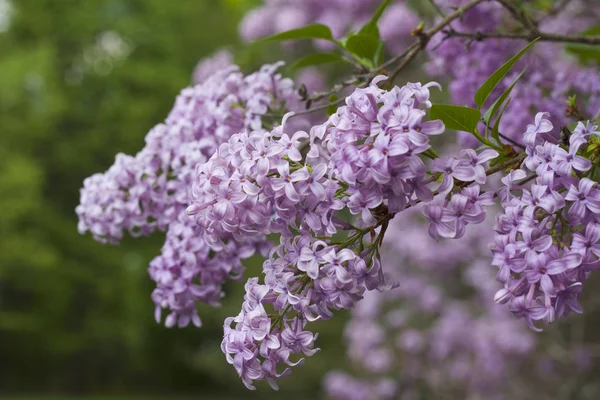 Vista Vicino Dei Fiori Lilla Cinesi Viola Syringa Chinensis Piena — Foto Stock