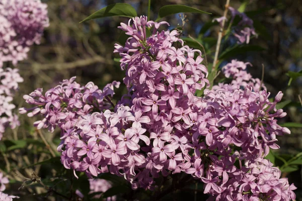 Vista Vicino Dei Fiori Lilla Cinesi Viola Syringa Chinensis Piena — Foto Stock