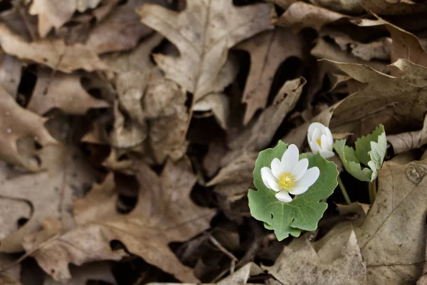 Zblízka Pohled Rané Jarní Krvavé Květy Sanguinaria Canadensis Rostoucí Jejich — Stock fotografie