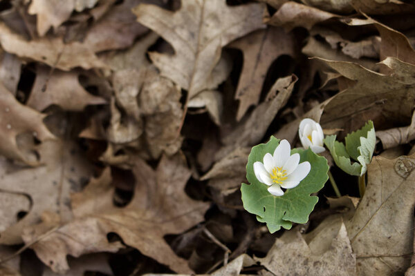 Close up view of early springtime bloodroot wildflowers (sanguinaria canadensis) growing in their native woodland environment