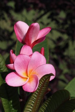 Güzel pembe plumeria ağacının (frangipani) çiçek açan manzarasını kapat