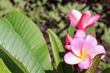 Güzel pembe plumeria ağacının (frangipani) çiçek açan manzarasını kapat