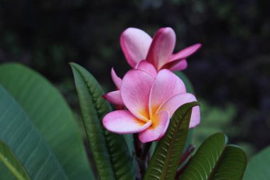 Güzel pembe plumeria ağacının (frangipani) çiçek açan manzarasını kapat
