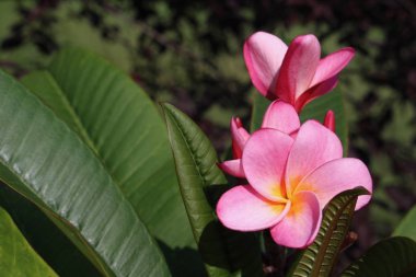 Güzel pembe plumeria ağacının (frangipani) çiçek açan manzarasını kapat