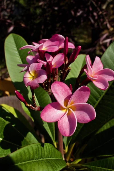 Close View Beautiful Pink Plumeria Tree Frangipani Kwiaty Kwitną — Zdjęcie stockowe