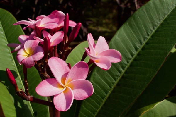 Close View Beautiful Pink Plumeria Tree Frangipani Flower Blossoms Bloom — Stock Photo, Image