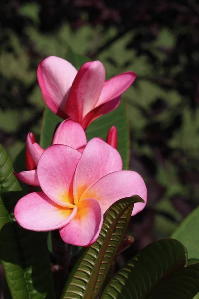 Vista Vicino Del Bellissimo Albero Plumeria Rosa Frangipani Fiori Fiore — Foto Stock