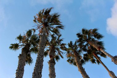 Mavi gökyüzü arka planına sahip küçük bir tropikal palmiye grubu (arecaceae) yukarı doğru görünüm