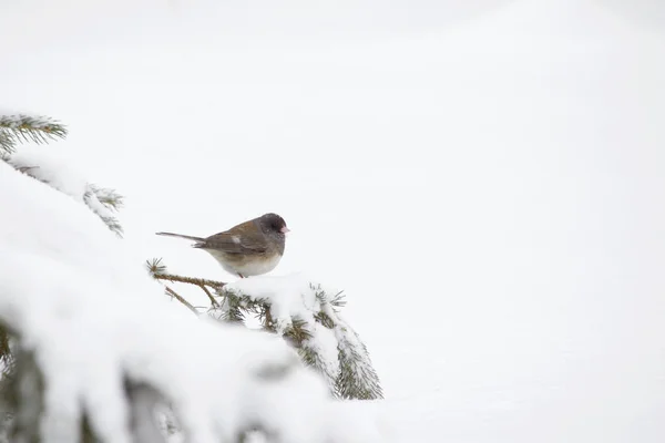 Fechar Vista Paisagem Junco Cinza Perto Uma Árvore Perene Durante — Fotografia de Stock