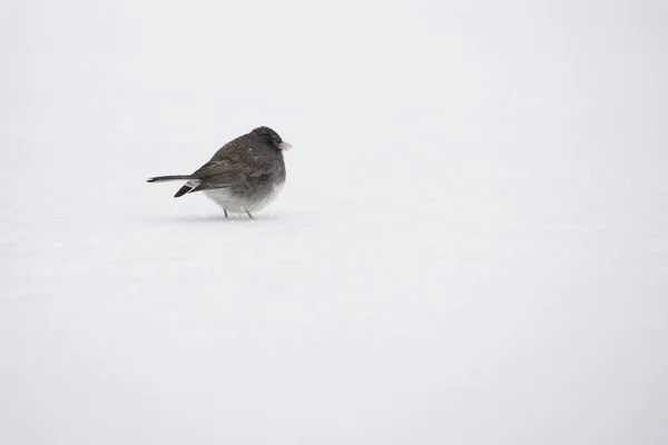 Close Landscape View Gray Junco Evergreen Tree Winter Blizzard — Stock Photo, Image