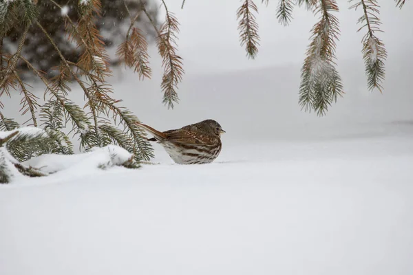 Enge Landschaft Ansicht Eines Fuchssperling Unter Einem Immergrünen Baum Während — Stockfoto