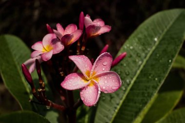 Pembe gökkuşağı plumeria çiçeklerini (frangipani) sisli bir yağmurun ardından öptü.
