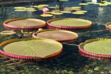 Victoria Nilüferleri 'nin (Victoria Amazonica) sessiz bir gölet üzerindeki devasa düz manzarası.