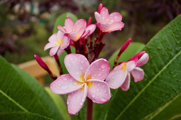 Nahaufnahme Von Regen Geküsst Rosa Regenbogen Plumeria Blüht Frangipani Nach — Stockfoto