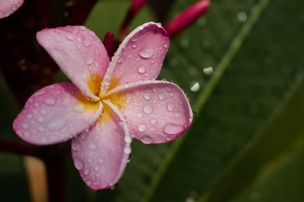 Закройте Вид Дождь Поцелуем Розовую Радугу Plumeria Bbcsoms Франжипани После — стоковое фото