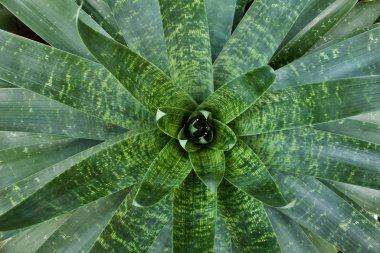 Merkezinde yağmur suyu yakalamak için su kabı olan çekici bir bromeliad bitkisinin yakın çekim görüntüsünün üzerinde.