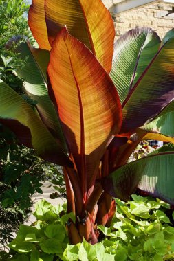 Gün ışığında dev bir konserve fabrikasında renkli yapraklar.