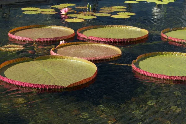 静かな池の上に巨大な平らなビクトリアの睡蓮のパッド Victoria Amazonica のビューを閉じます — ストック写真