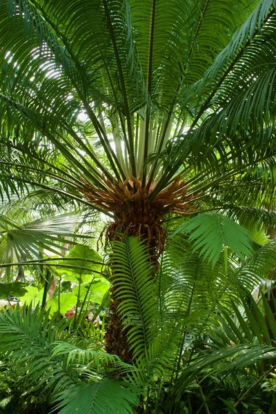 Vista Hacia Arriba Del Paraguas Inferior Una Palmera Agraciada —  Fotos de Stock