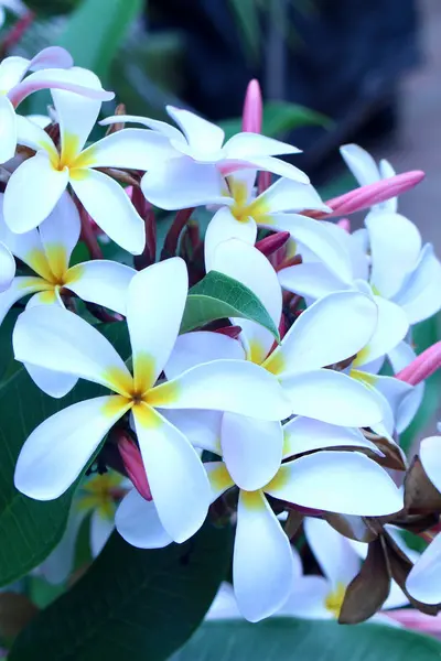 Primer Plano Vista Abstracta Hermosas Flores Blancas Una Planta Frangipani —  Fotos de Stock