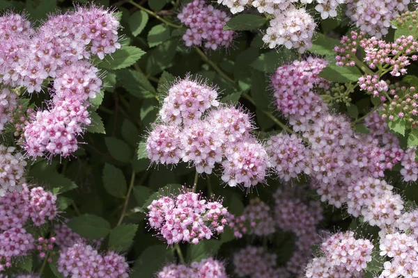 Macro View Rosy Pink Buds Blossoms Dwarf Compact Spirea Bush — Stock Photo, Image