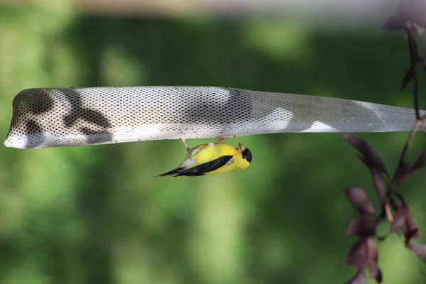 Vista Cerca Jilguero Americano Macho Amarillo Negro Comiendo Comedero Sacos — Foto de Stock