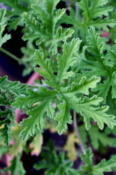 Close up view of potted rose geranium herb plant leaves with lacy texture