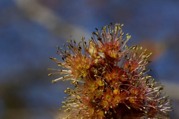 Macro abstract art texture view of emerging red and orange flowers and buds on a red maple tree (acer rubrum) in early spring, with blue sky background