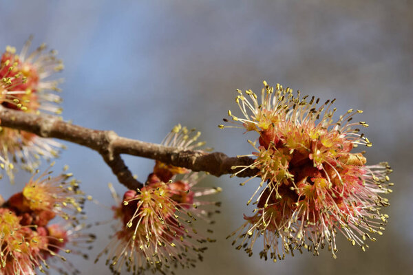Macro abstract art texture view of emerging red and orange flowers and buds on a red maple tree (acer rubrum) in early spring, with blue sky background