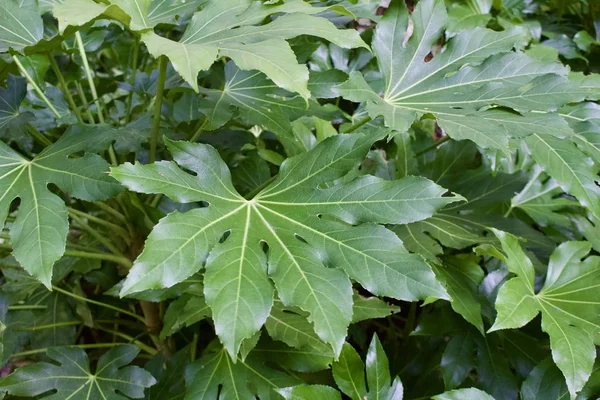 Tutup Tampilan Dedaunan Yang Subur Pada Daun Besar Tanaman Fatsia — Stok Foto