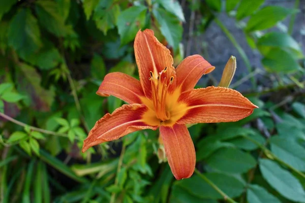 Close Widok Atrakcyjny Pomarańczowy Żółty Kwiat Lilii Pełnym Rozkwicie Ogrodzie — Zdjęcie stockowe