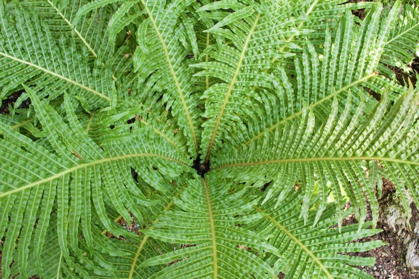 Nahaufnahme Eines Attraktiven Farns Garten — Stockfoto