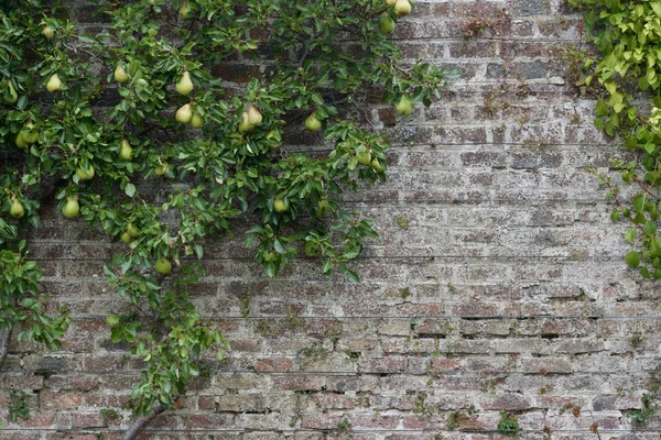 在18世纪石砖墙纹理背景下生长的成熟果实梨树的近景 — 图库照片