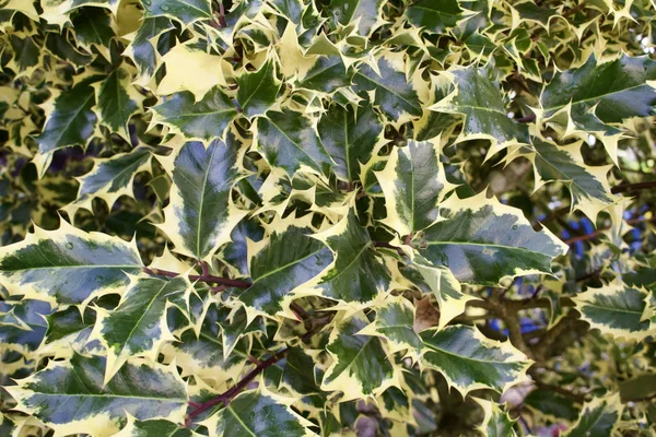 Texture Background Variegated Holly Leaf Foliage Full Sunlight — 스톡 사진