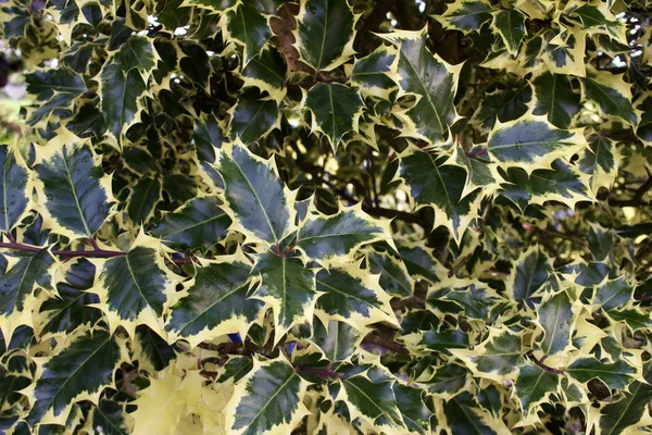 Textur Hintergrund Der Bunten Stechpalme Blatt Laub Vollem Sonnenlicht — Stockfoto