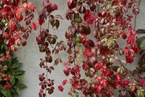 Textura Fondo Otoño Color Rojo Virginia Enredaderas Que Crecen Largo —  Fotos de Stock