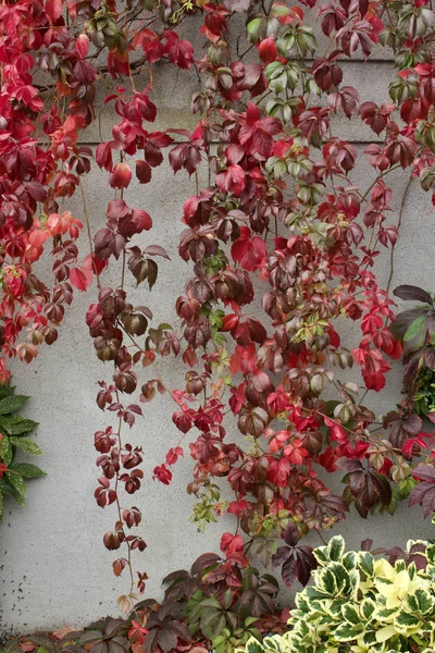 Texture Background Autumn Red Color Virginia Creeper Vines Growing White — 스톡 사진