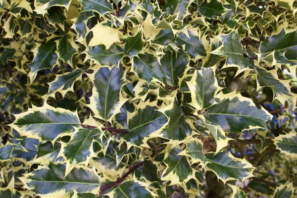 Texture background of variegated holly leaf foliage in full sunlight