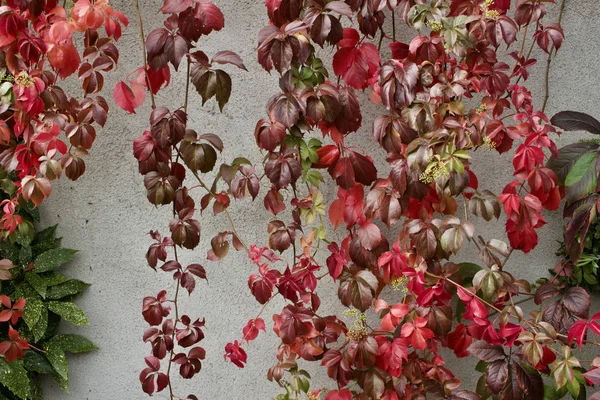 Tekstura Tło Jesienny Czerwony Kolor Wirginia Pnącza Winorośli Rośnie Wzdłuż — Zdjęcie stockowe