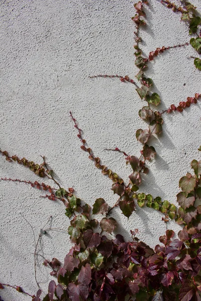 Texture Background Autumn Red Color Boston Ivy Vine Growing White — 스톡 사진