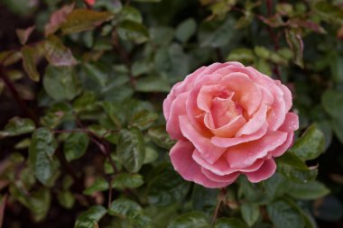 Koyu yeşil, sessiz yeşillik arka planda çiçek açan tek bir pembe çiçeğe yakından bakın.