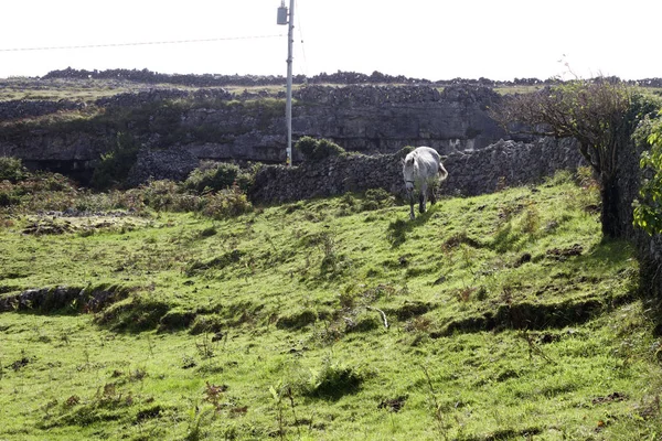 Landschapszicht Het Ruige Terrein Van Aran Islands Ierland Met Een — Stockfoto