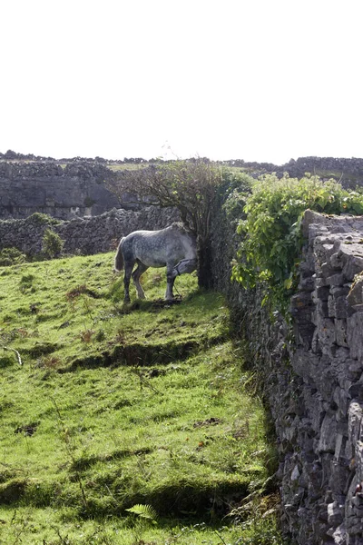 Veduta Paesaggistica Del Terreno Accidentato Delle Isole Aran Irlanda Con — Foto Stock